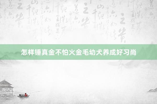 怎样锤真金不怕火金毛幼犬养成好习尚